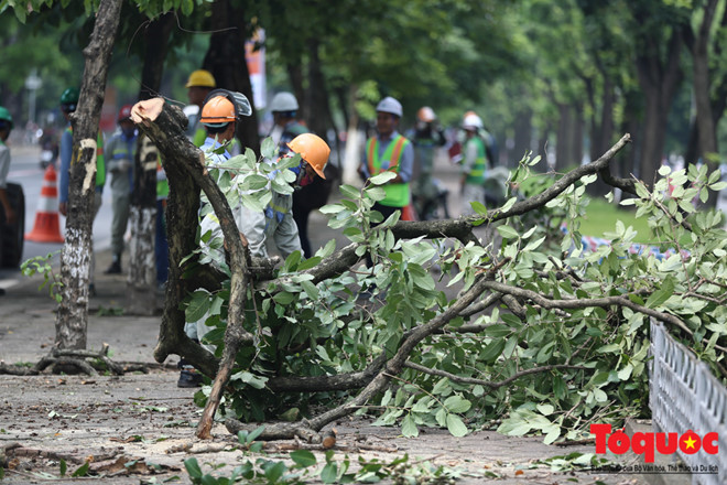 Hà Nội: Hàng cây đẹp nhất trên đường Kim Mã bắt đầu bị chặt hạ - Ảnh 8.