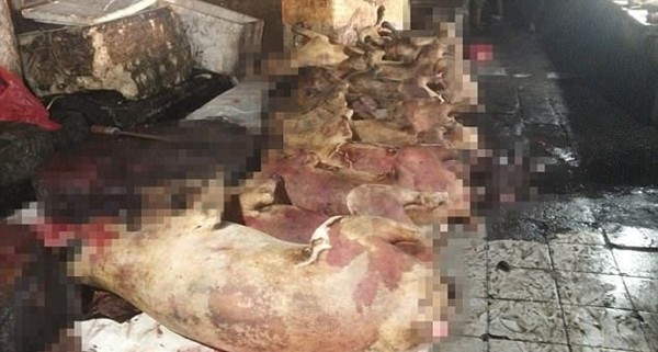 Khung cảnh man rợ trong khu trại thịt chó như địa ngục trần gian tại Indonesia - Ảnh 9.