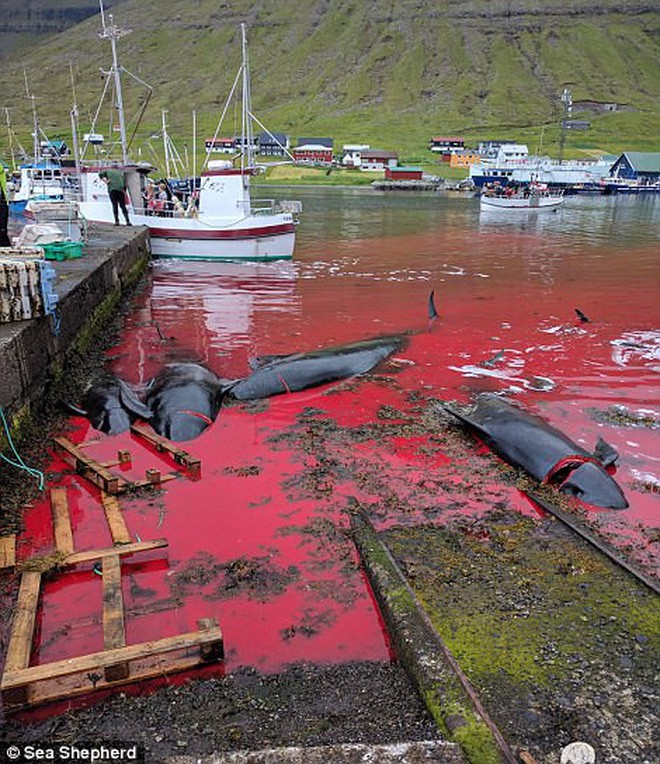 Cả vùng nước chuyển đỏ vì màu: Thảm cảnh hàng ngàn chú cá voi hoa tiêu bị giết hại, xả thịt dã man bên bờ biển - Ảnh 8.