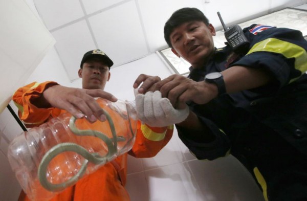 Ở Thái Lan, rắn nhiều đến mức lính cứu hỏa bắt rắn nhiều hơn cả chữa cháy - Ảnh 8.