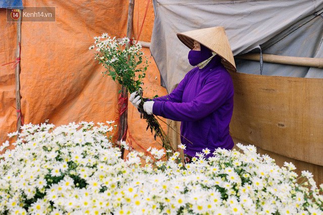  Đằng sau những gánh cúc họa mi trên phố Hà Nội là nỗi niềm của người nông dân Nhật Tân: Không còn sức nữa, phải bỏ hoa về nhà!  - Ảnh 8.