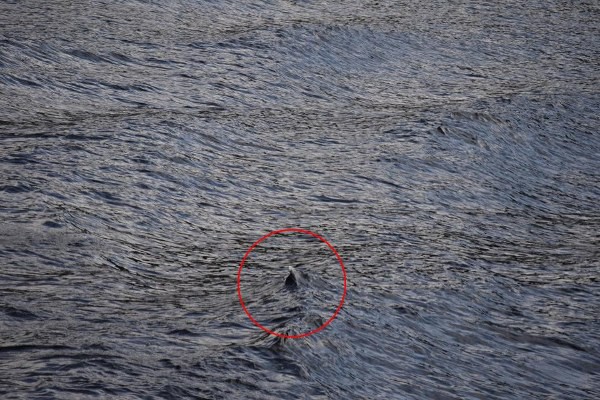 Những hình ảnh, bí ẩn và giả thuyết mới nhất về quái vật hồ Loch Ness - Ảnh 8.