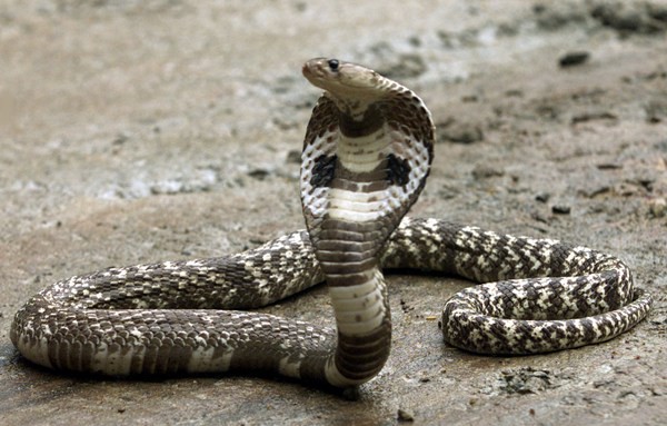 Thái Lan: Cơn ác mộng 31,801 con trăn, rắn chui lên từ bồn cầu ám ảnh người dân - Ảnh 8.
