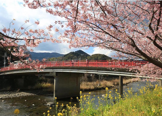 Có một nước Nhật đẹp như photoshop vào mùa hoa anh đào nở - Ảnh 9.