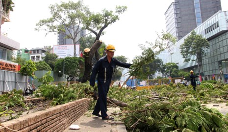 Bắt đầu đốn hạ hàng cây xanh trên đường Lê Lợi - Ảnh 8.