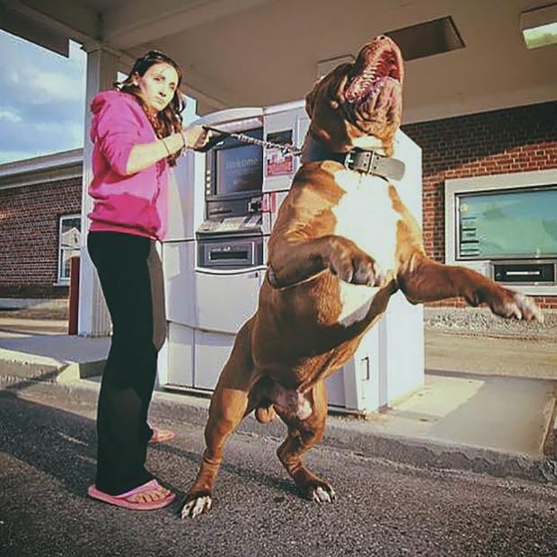 Những chú chó vào vai bảo kê máu mặt tại các cây ATM vào ban đêm - Ảnh 9.