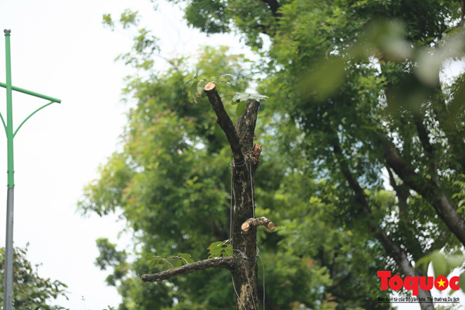 Hà Nội: Hàng cây đẹp nhất trên đường Kim Mã bắt đầu bị chặt hạ - Ảnh 9.