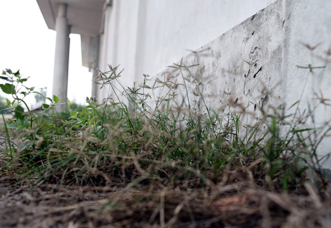 Cận cảnh chung cư xây xong bỏ hoang 10 năm, cây cỏ mọc như rừng giữa Hà Nội - Ảnh 9.
