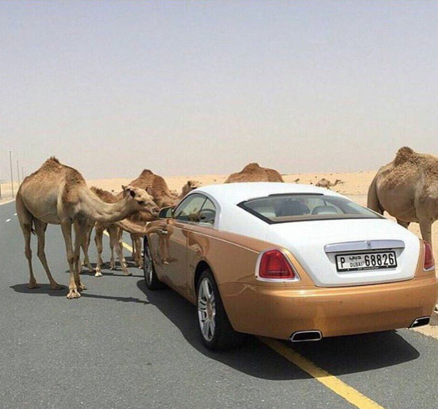Những bức ảnh lột tả sự xa hoa tột độ tại Dubai: Kem vàng, nuôi hổ làm thú cưng hay siêu xe hạng sang - Ảnh 9.