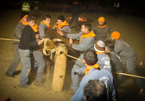Số phận đau thương những chú bò trong lễ hội Tây Ban Nha: Sừng bị thiêu rụi, quằn quại trong lửa - Ảnh 9.