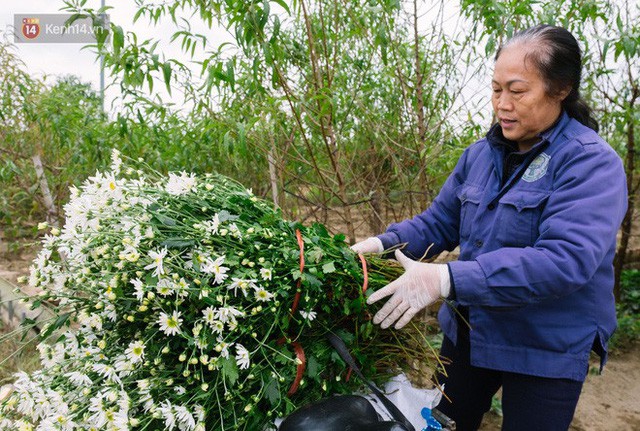  Đằng sau những gánh cúc họa mi trên phố Hà Nội là nỗi niềm của người nông dân Nhật Tân: Không còn sức nữa, phải bỏ hoa về nhà!  - Ảnh 9.