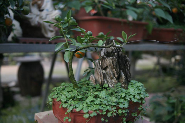 Quất bonsai mang hình gà tiến Vua hút khách dịp Tết - Ảnh 10.