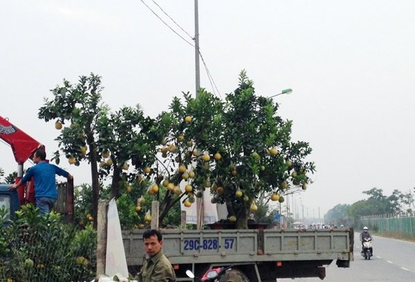 Cảnh lạ: Hàng ngàn quả bưởi “đắp mặt nạ” đợi Tết - Ảnh 10.