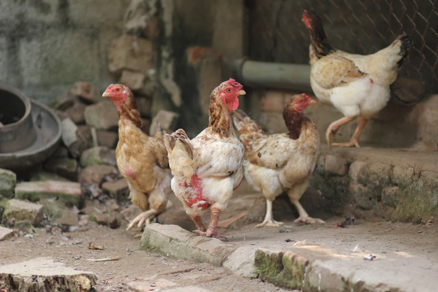 Cận cảnh giống gà Sách Đỏ đầu tiên của Việt Nam - Ảnh 10.