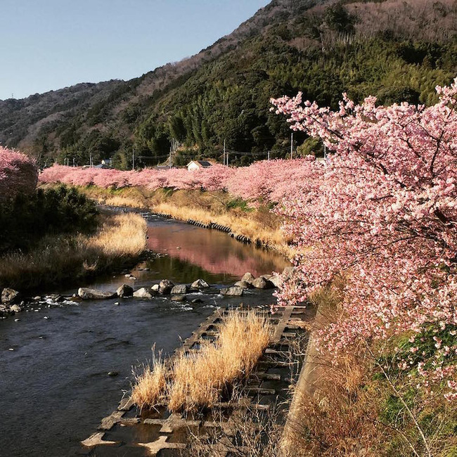 Có một nước Nhật đẹp như photoshop vào mùa hoa anh đào nở - Ảnh 10.
