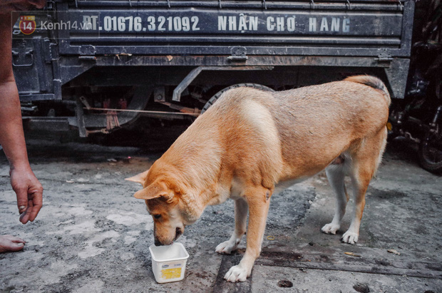 Gặp Gấu - chú chó cá tính nhất Sài Gòn: Chủ mua gì cũng xung phong xách hộ, không cho theo thì hờn mát bỏ ăn! - Ảnh 10.