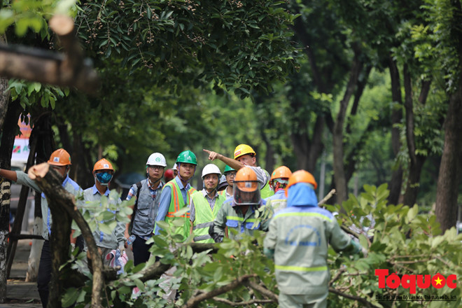 Hà Nội: Hàng cây đẹp nhất trên đường Kim Mã bắt đầu bị chặt hạ - Ảnh 10.