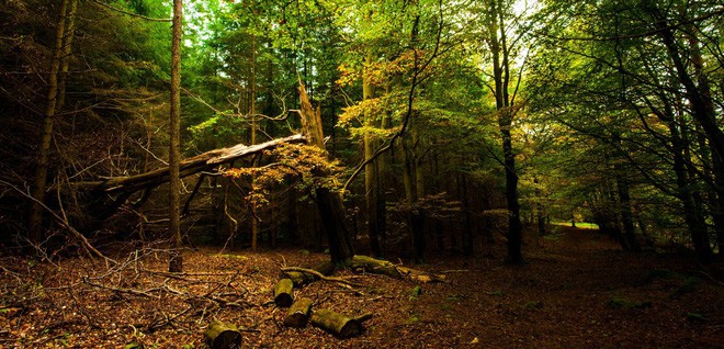 Ngắm 15 khu rừng sở hữu vẻ đẹp đầy ma mị như trong truyện cổ tích - Ảnh 10.