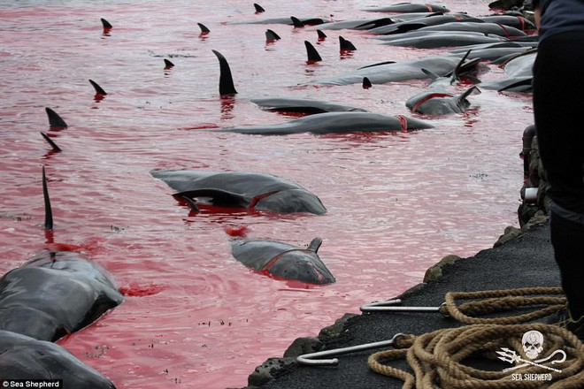 Cả vùng nước chuyển đỏ vì màu: Thảm cảnh hàng ngàn chú cá voi hoa tiêu bị giết hại, xả thịt dã man bên bờ biển - Ảnh 10.