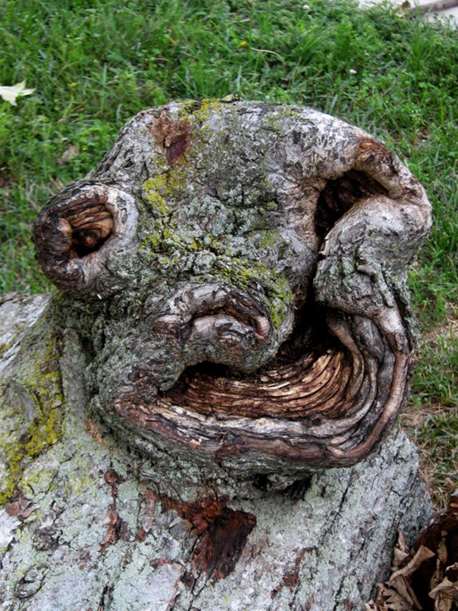 16 gương mặt ma quái tình cờ mọc trên những thân cây vô tri, vô giác - Ảnh 10.