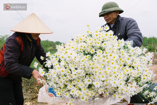  Đằng sau những gánh cúc họa mi trên phố Hà Nội là nỗi niềm của người nông dân Nhật Tân: Không còn sức nữa, phải bỏ hoa về nhà!  - Ảnh 10.