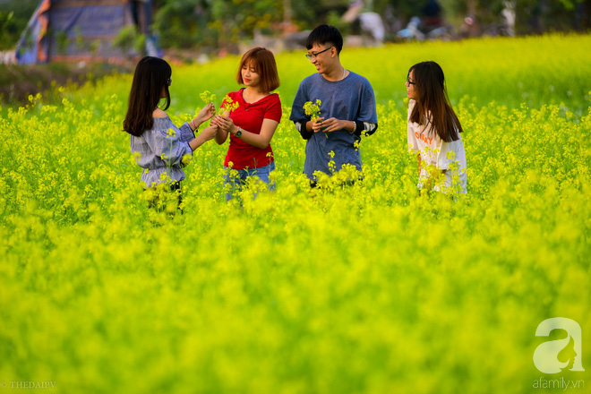  Cúc hoạ mi vừa tàn, Hà Nội đã kịp vào vụ hoa cải vàng đẹp mê mẩn - Ảnh 10.