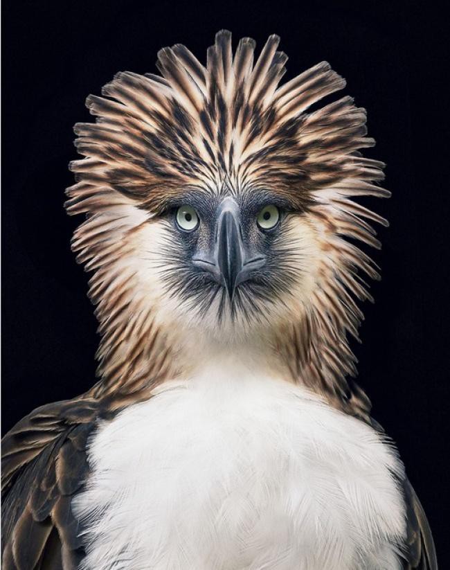 Động lòng ánh mắt trong bộ ảnh các loài động vật có nguy cơ tuyệt chủng - Ảnh 10.