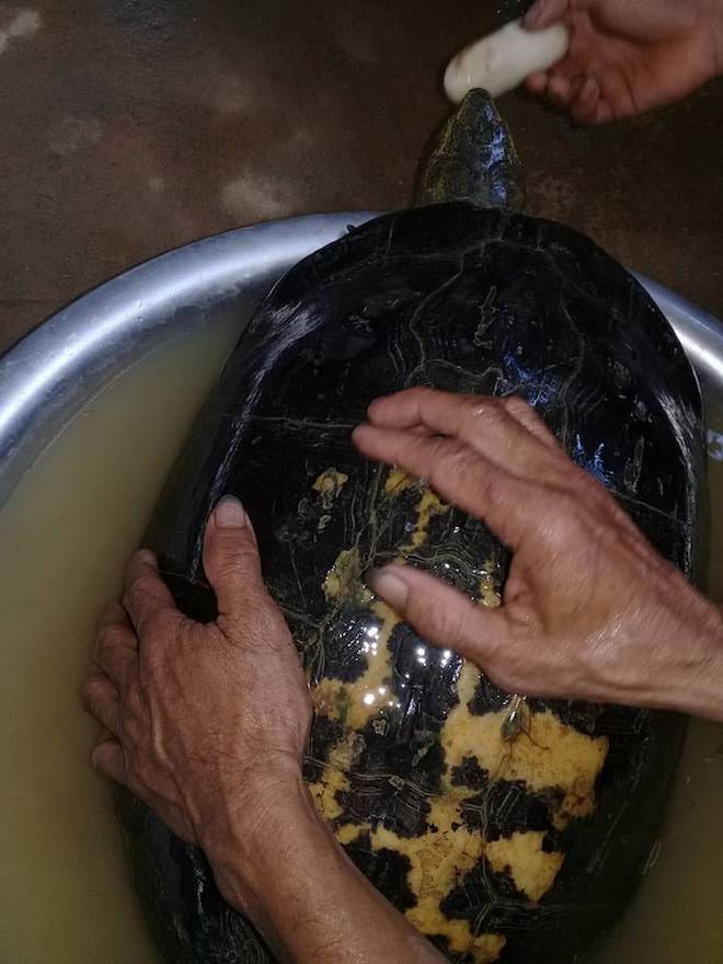 Người dân phát hiện rùa khủng vân vàng 16kg bò từ ruộng lên - Ảnh 3.