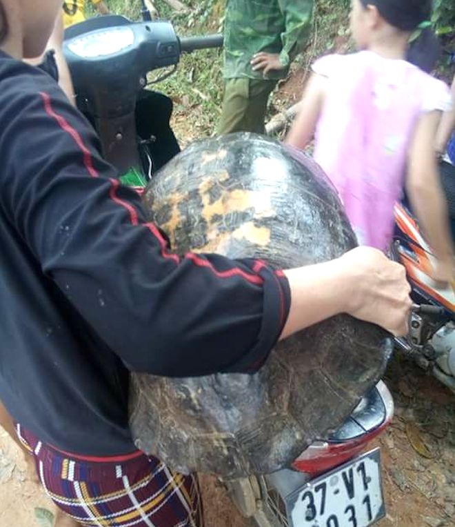 Người dân phát hiện rùa khủng vân vàng 16kg bò từ ruộng lên - Ảnh 4.