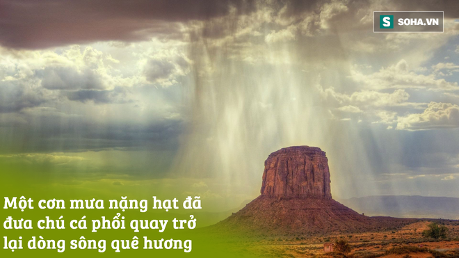 Loài cá dị thường nhất hành tinh: Sẽ chết đuối nếu ở dưới nước quá lâu! - Ảnh 7.