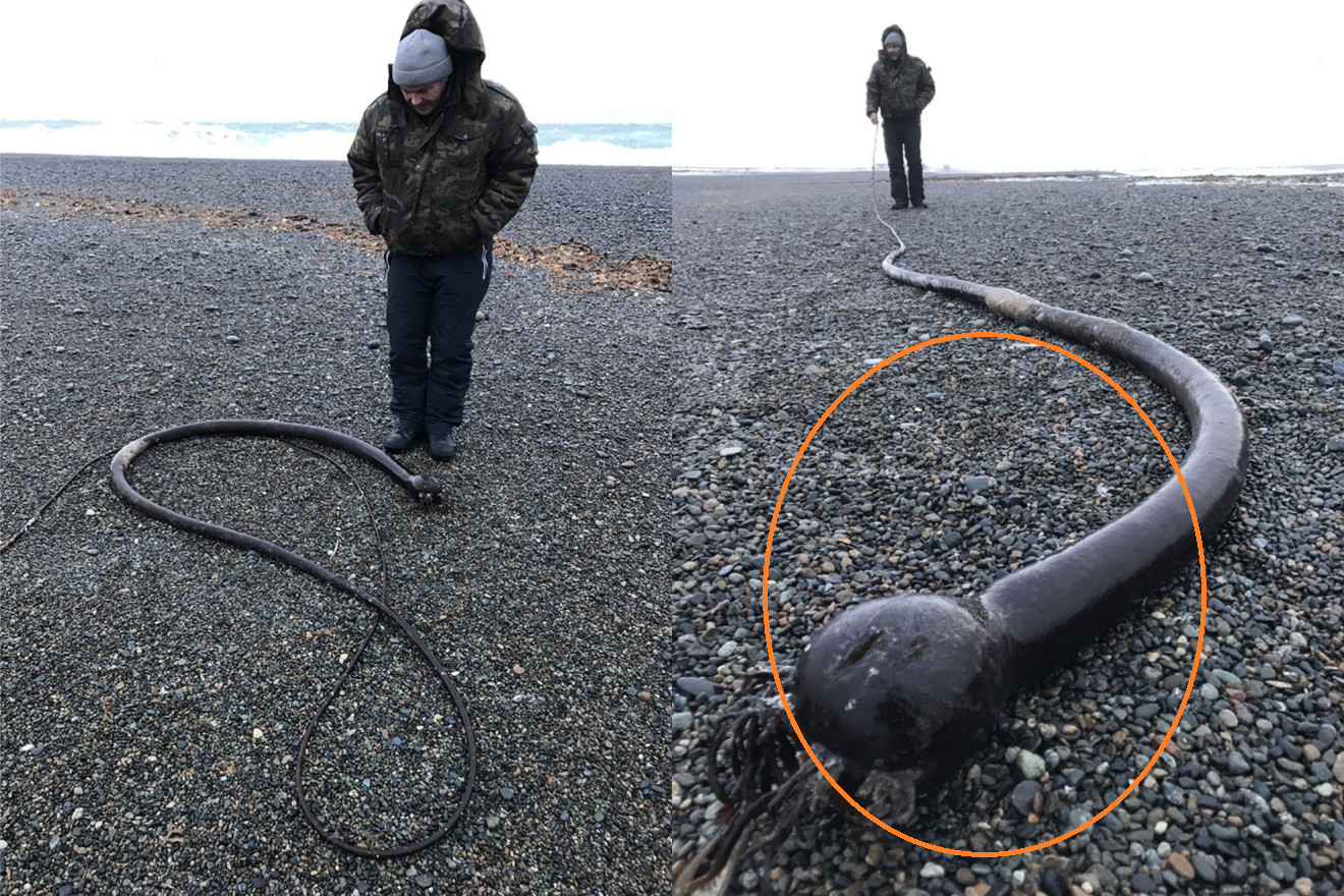 Карадагское чудовище в черном море. Карадагский змей в черном море. Карадагское чудовище в черном море 2022. Нереоцистис Лютке. Карадагский змей в черном