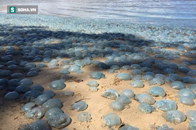 Hàng ngàn con sứa biển rủ nhau nhuộm màu bờ biển Australia - Ảnh 1.