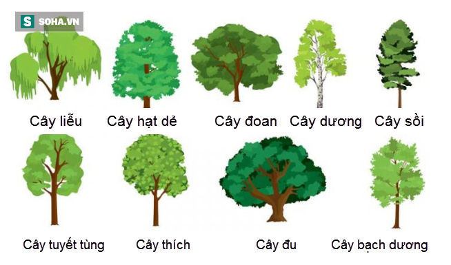 Sắp bước sang năm mới, cách bạn chọn cây thể hiện nguyện ước năm 2018 - Ảnh 1.