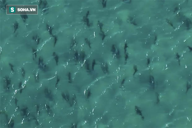 Clip: 10.000 con cá mập bao vây du khách, đen đặc bờ biển - Ảnh 2.