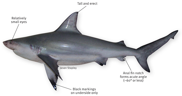 Tất tần tật về loài cá mập xuất hiện ở vịnh Hạ Long - Ảnh 3.