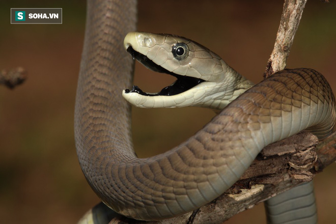 Bí mật của loài rắn chết chóc nhất châu Phi: Nọc độc mạnh gấp 40 lần rắn hổ lục Gaboon - Ảnh 1.
