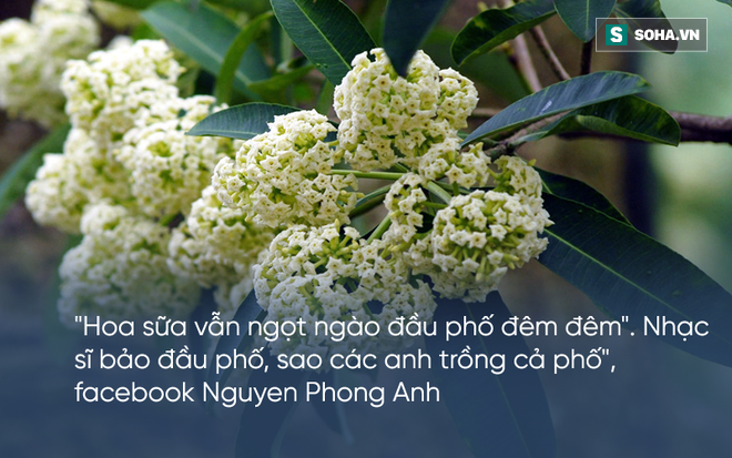 Bị hoa sữa hành hạ, cư dân mạng than khóc người trồng không hiểu ý thơ ca - Ảnh 6.