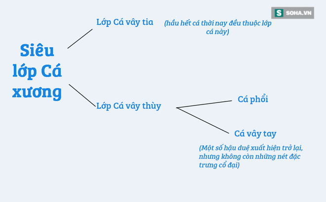 Loài cá dị thường nhất hành tinh: Sẽ chết đuối nếu ở dưới nước quá lâu! - Ảnh 2.