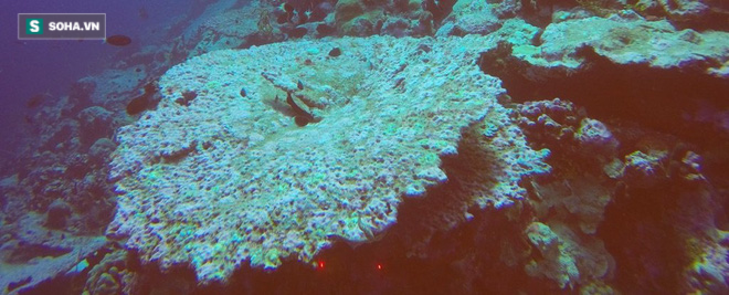 Nóng lên toàn cầu đang giết chết sự sống của hệ thống san hô lớn nhất thế giới - Ảnh 1.