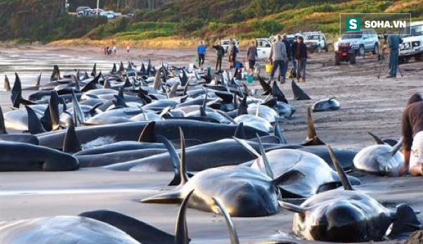 Bí ẩn lớn về sự tự sát tập thể của hàng trăm con cá voi, cá heo đã có lời giải - Ảnh 1.