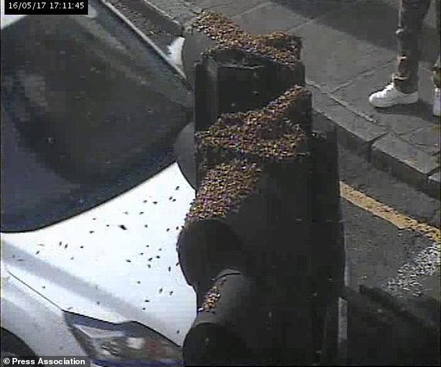 Clip: Đường phố London ‘thất thủ vì….hàng triệu con ong - Ảnh 2.