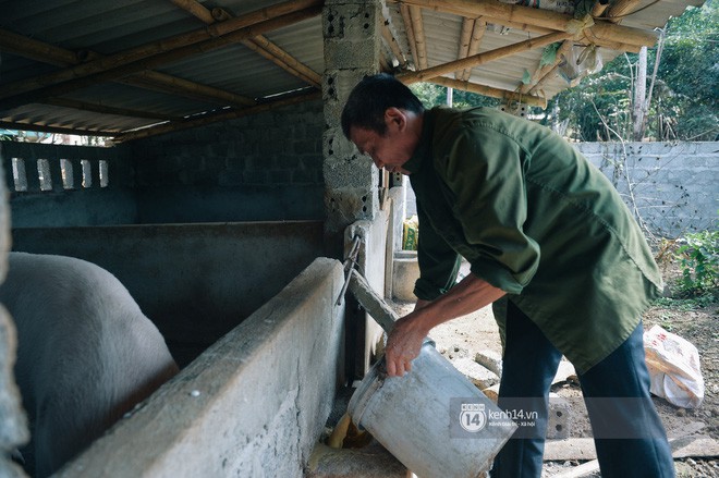 Bố mẹ Bùi Tiến Dũng vẫn vui vẻ cắt mía, cho trâu ăn ở quê nhà: Việt Nam vô địch, chúng tôi sẽ mổ bò để liên hoan! - Ảnh 2.