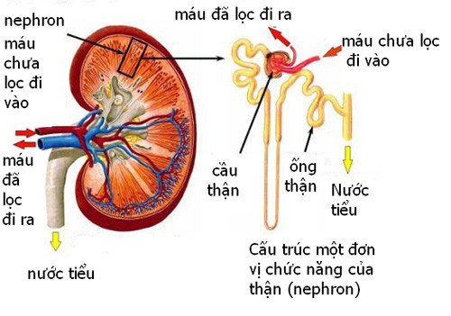 Hoàng Tiên Đan: Giải pháp hiệu quả cho người mắc gút - Ảnh 1.