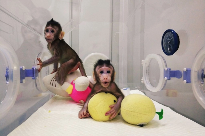 Các nhà khoa học Trung Quốc vừa nhân bản thành công khỉ - Ảnh 2.