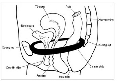 Bài tập Kegel - Lợi cho cả nam và nữ - Ảnh 1.