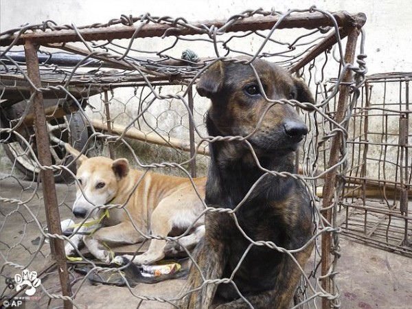 Thảm cảnh hàng nghìn chú chó bị giết thịt mỗi tuần tại Indonesia - Ảnh 2.