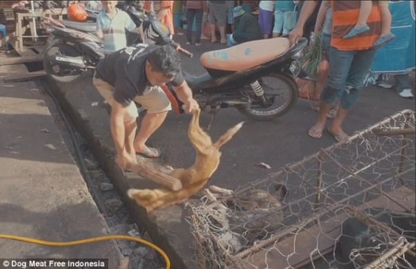 Thảm cảnh hàng nghìn chú chó bị giết thịt mỗi tuần tại Indonesia - Ảnh 5.