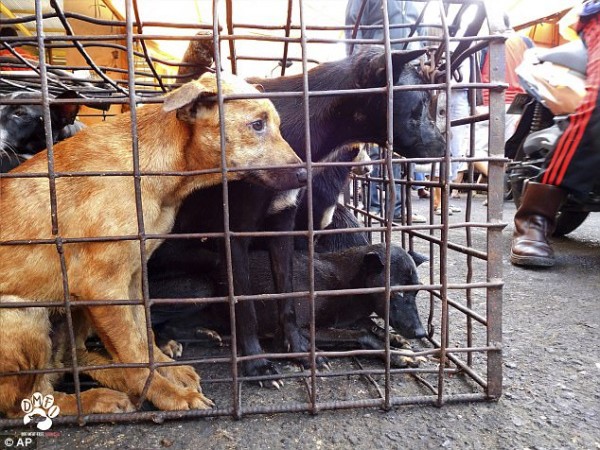 Thảm cảnh hàng nghìn chú chó bị giết thịt mỗi tuần tại Indonesia - Ảnh 7.