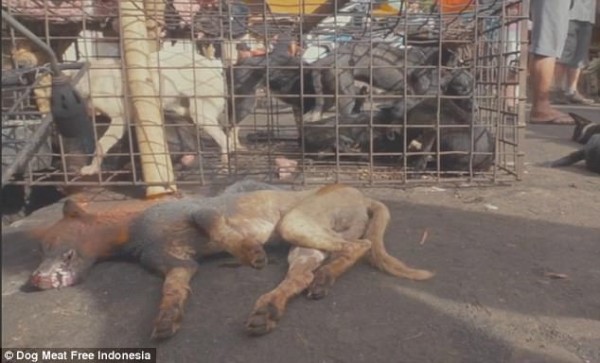 Thảm cảnh hàng nghìn chú chó bị giết thịt mỗi tuần tại Indonesia - Ảnh 9.