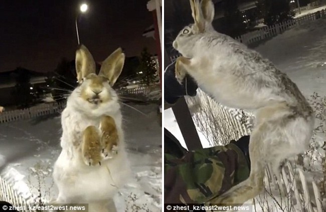 Đôi mắt ám ảnh của thỏ và chó chết cứng vì đóng băng trong nền nhiệt độ -56 độ C - Ảnh 1.